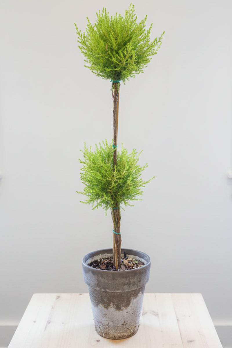 Lemon Cypress, Topiary Double Ball 5" Grey Clay Pot