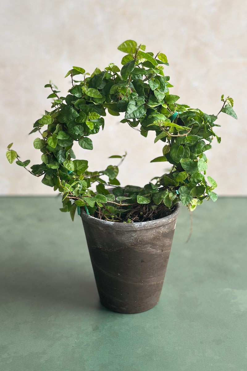 Creeping Fig Ring, 4" Grey Clay Pot