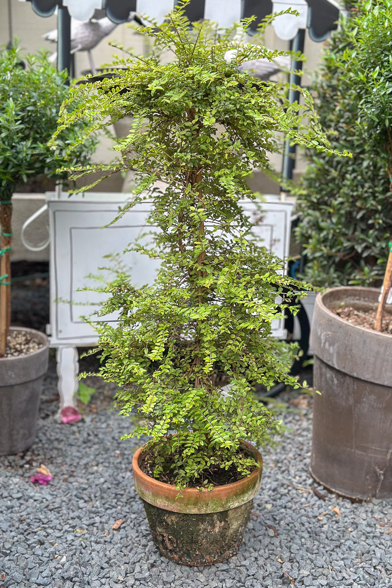 Boxwood Honeysuckle, Column 7" Orange Glay Squat Pot