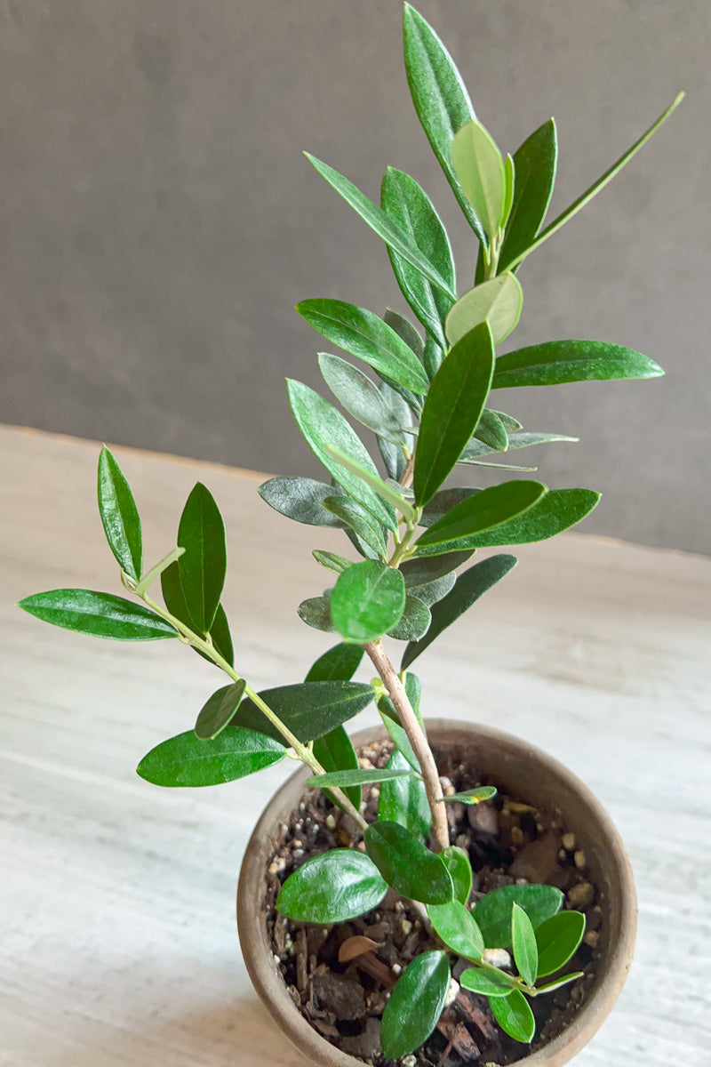 Olive, Topiary 4" Standard
