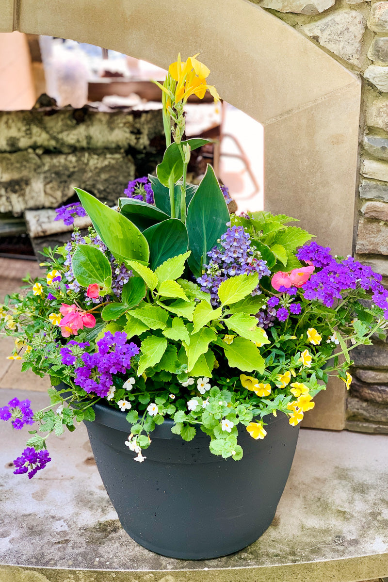 Chalet Signature | Outdoor | Summer Classic & Fresh Sun