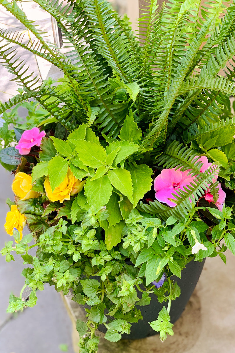 Chalet Signature | Outdoor | Summer Classic & Fresh Shade