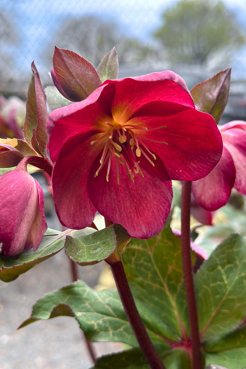 Lenten Rose, Elemental