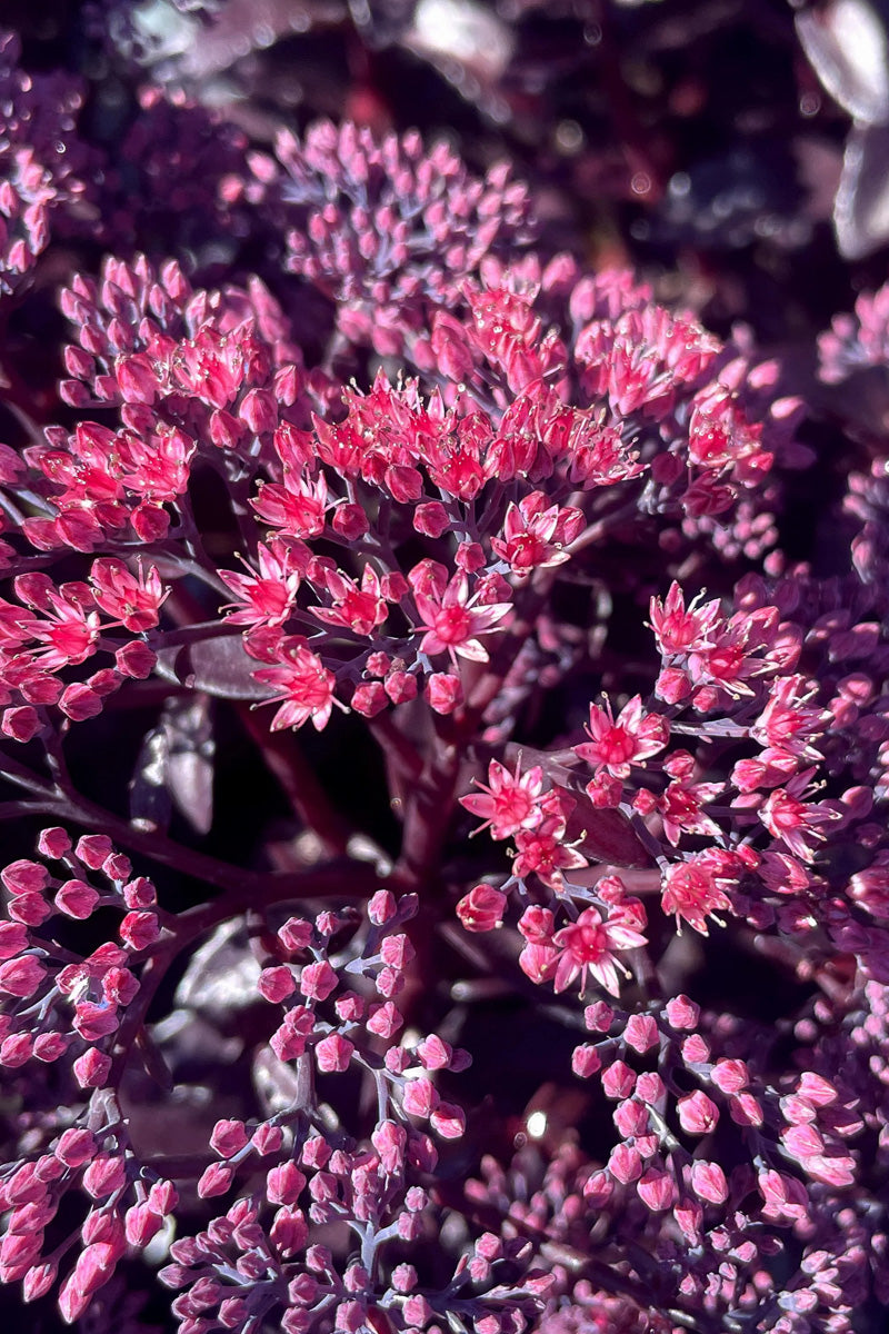 Sedum, Cherry Fizz