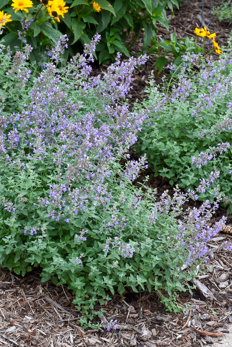 Catmint, Purrsian Blue 4"