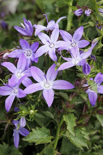 Siberian Bell Flower, Arctic Falls – Chalet