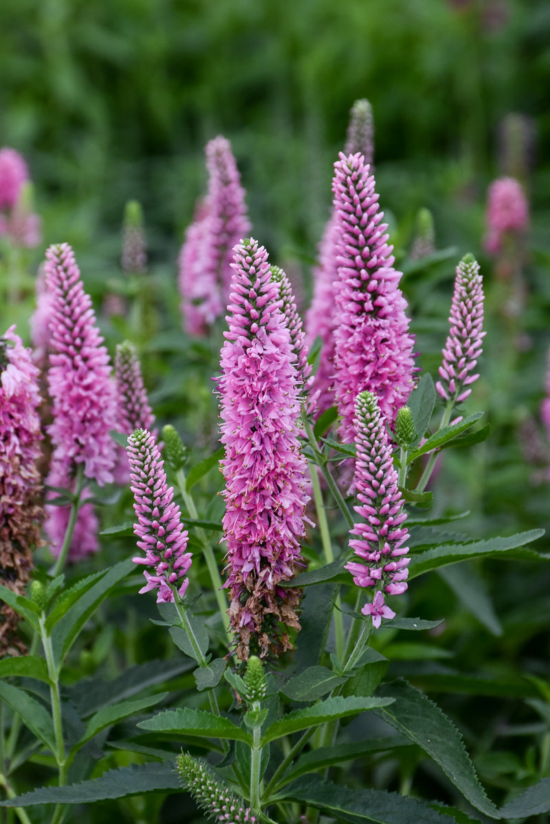 Veronica, Vernique Rose