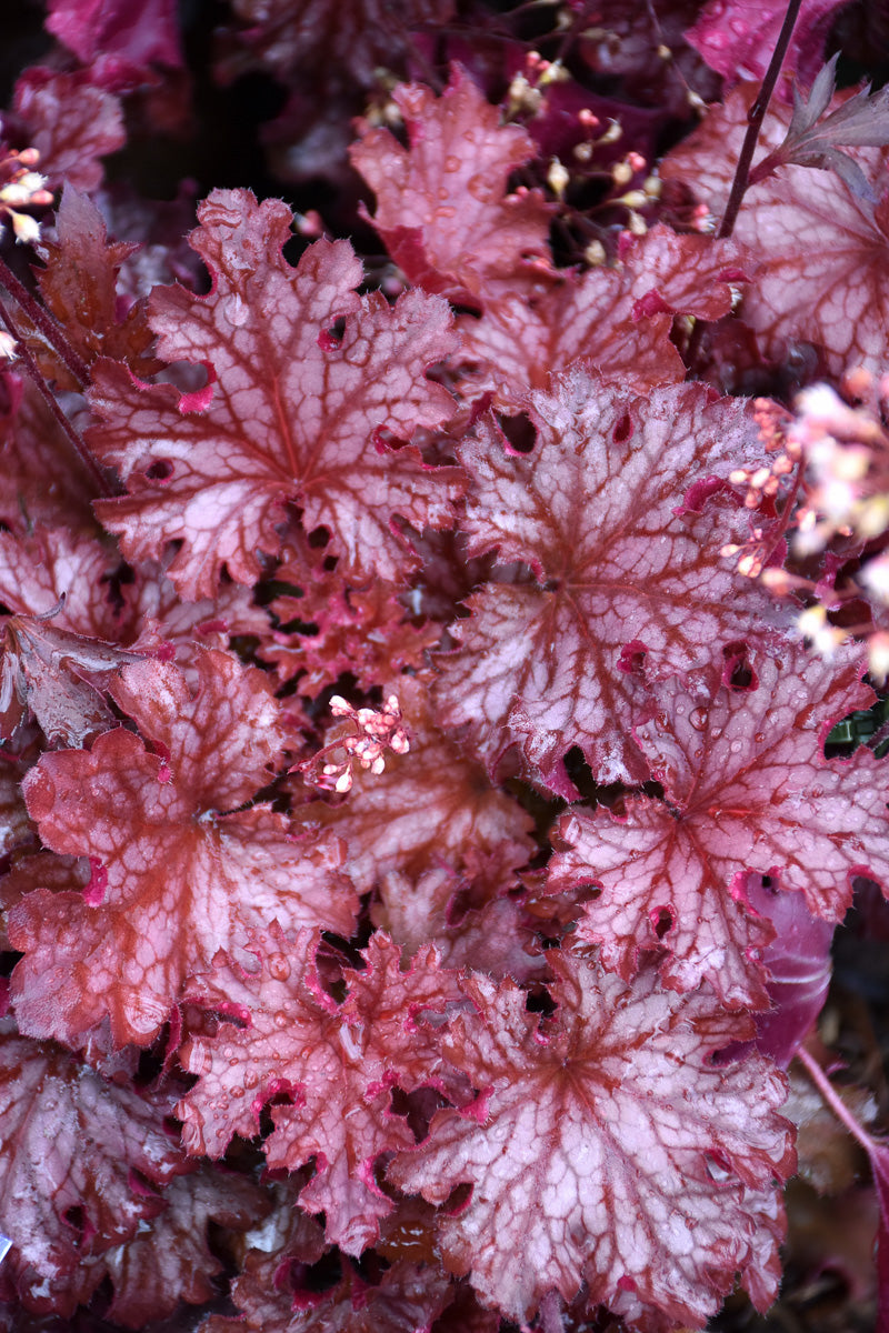Coral Bells, Ruby Tuesday