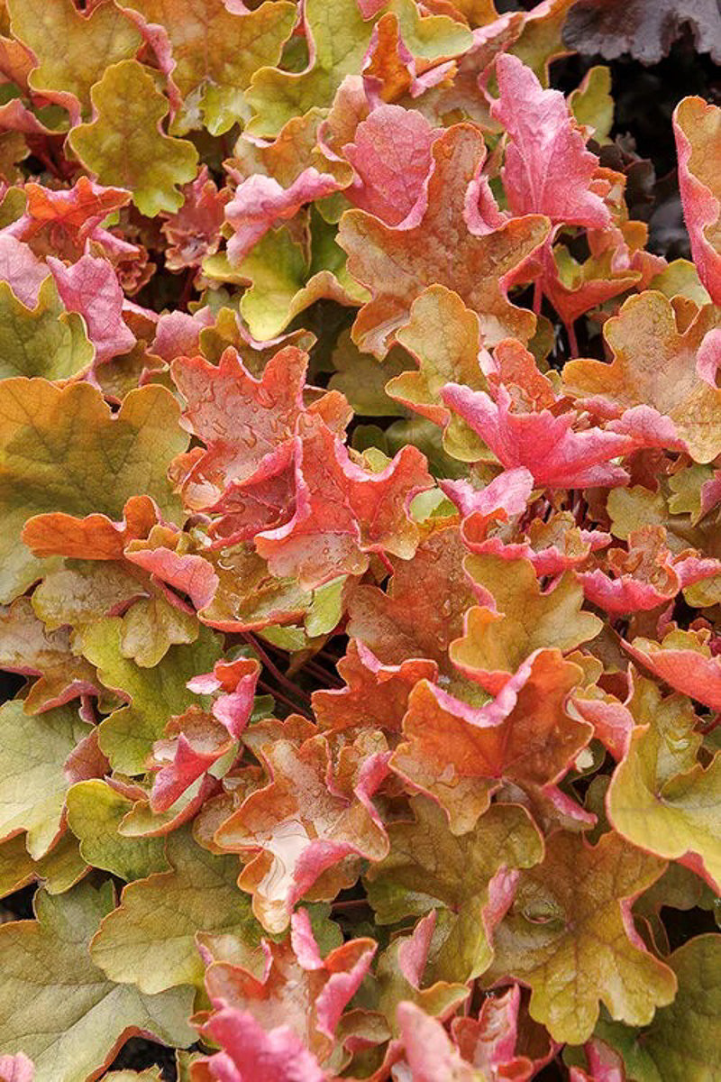 Coral Bells, Sienna Sunrise