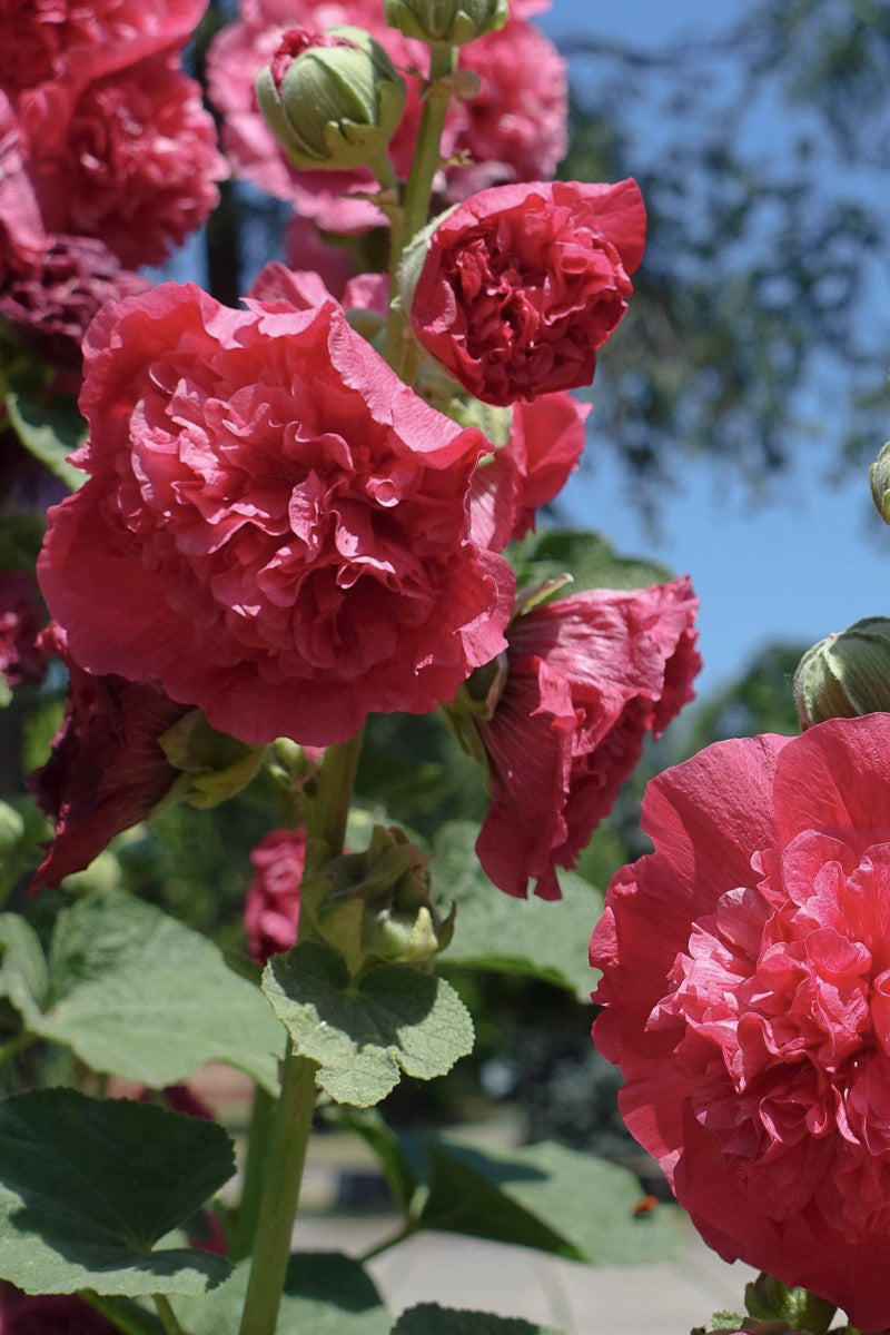 Hollyhock, Chater's Double Scarlet