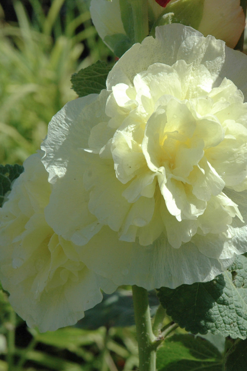Hollyhock, Chater's Golden Yellow 4"