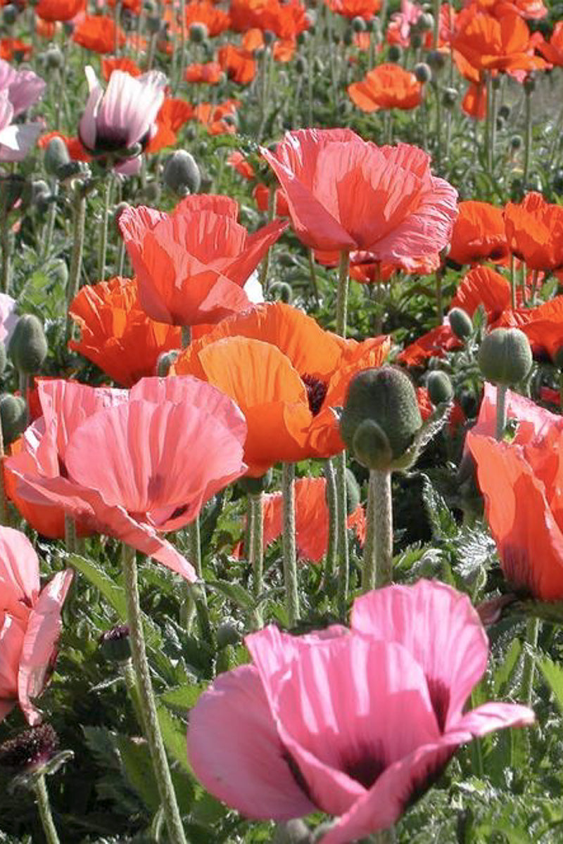 Papaver, Oriental Pizzicato 4"