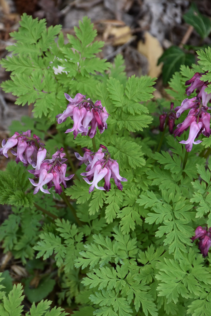 Bleeding-Heart, Fringed