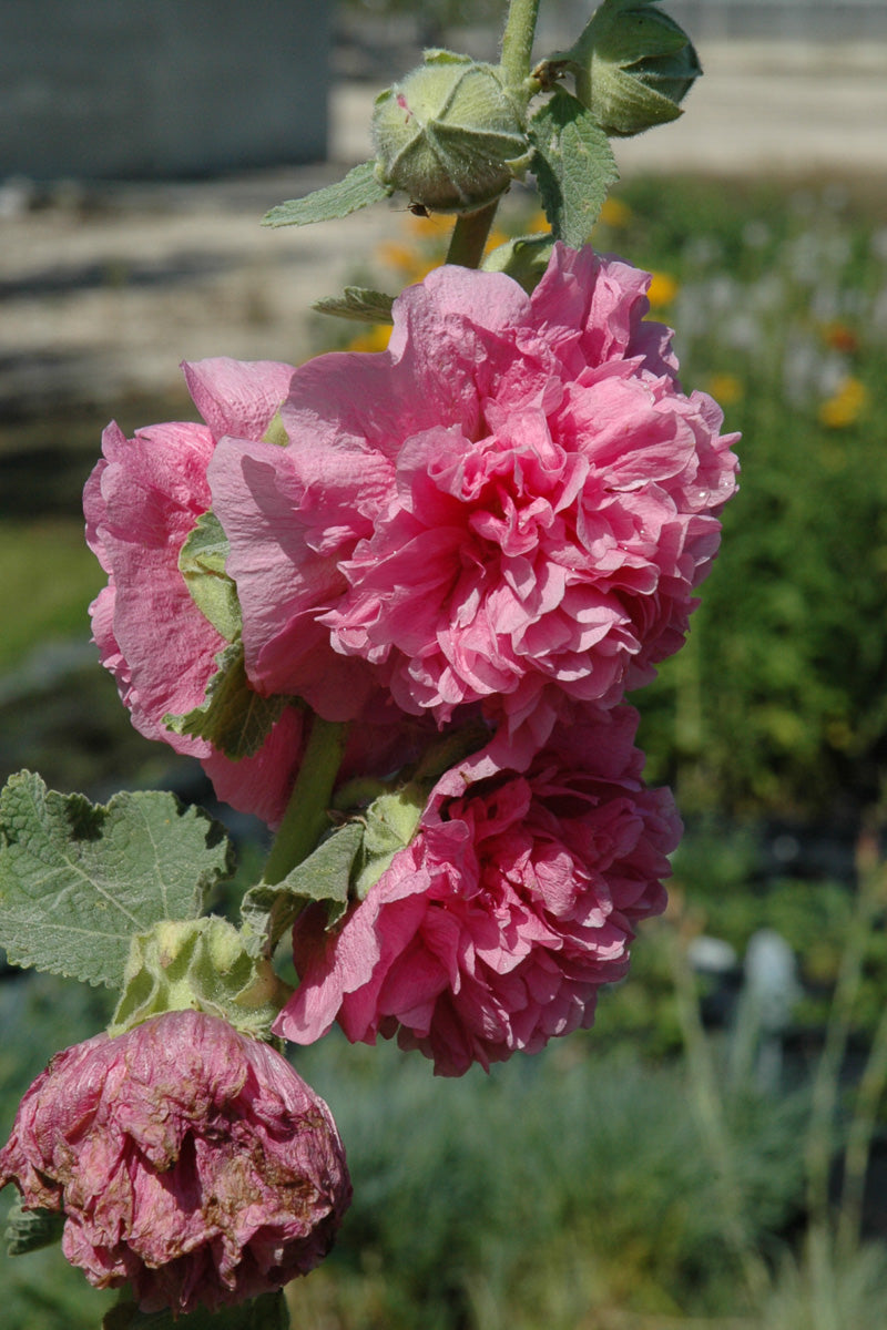 Hollyhock, Chater's Double Pink