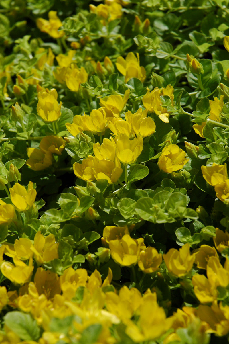 Lysimachia, Creeping Jenny 6-pack