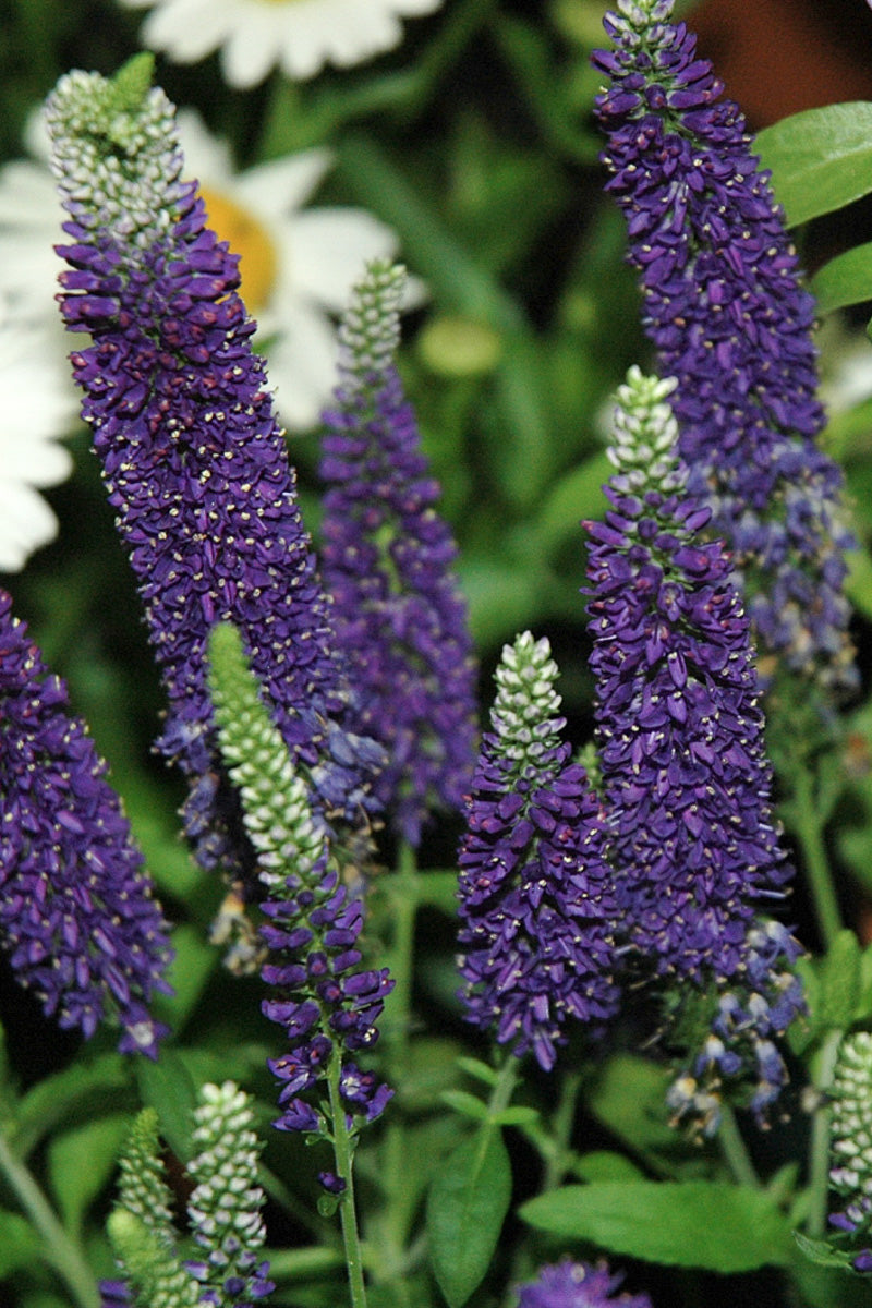 Veronica, Vernique Dark Blue