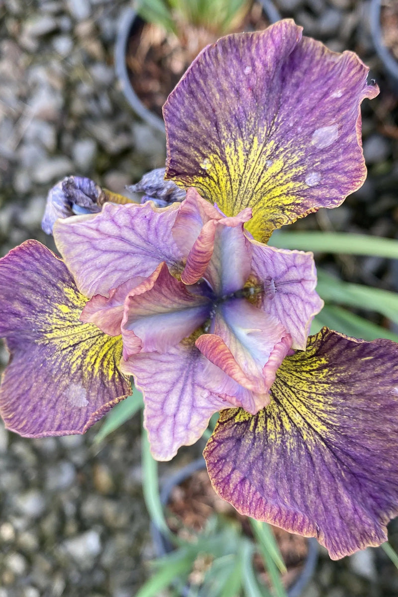 Iris, Siberian Painted Woman