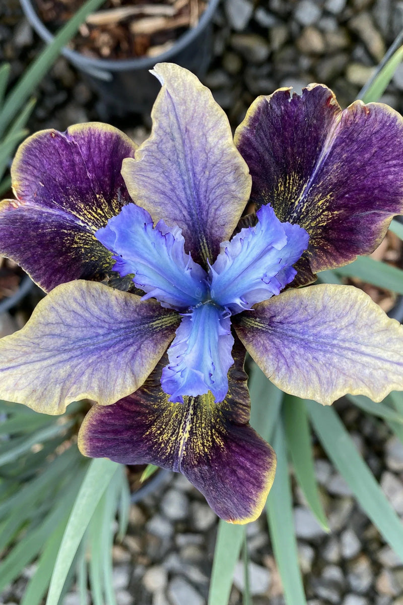 Iris, Siberian Black Joker
