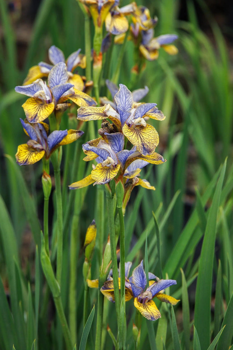 Iris, Siberian Tipped In Blue
