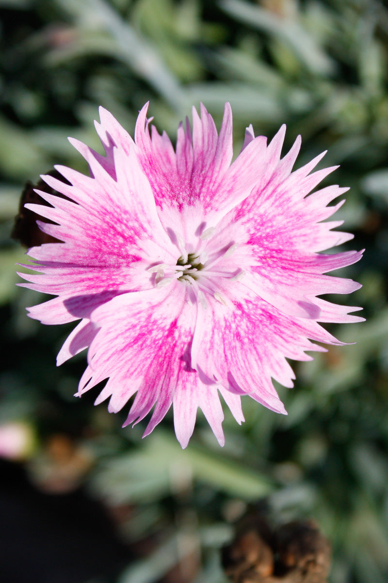 Dianthus, Watermelon Ice