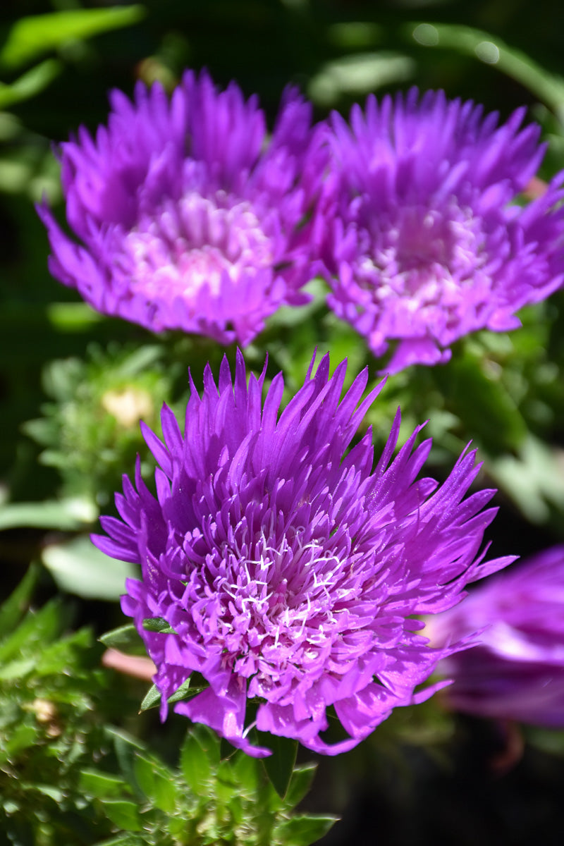 Stoke'S Aster, Honeysong Pu
