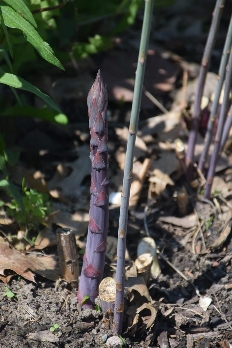 Aspargus, Purple Passion