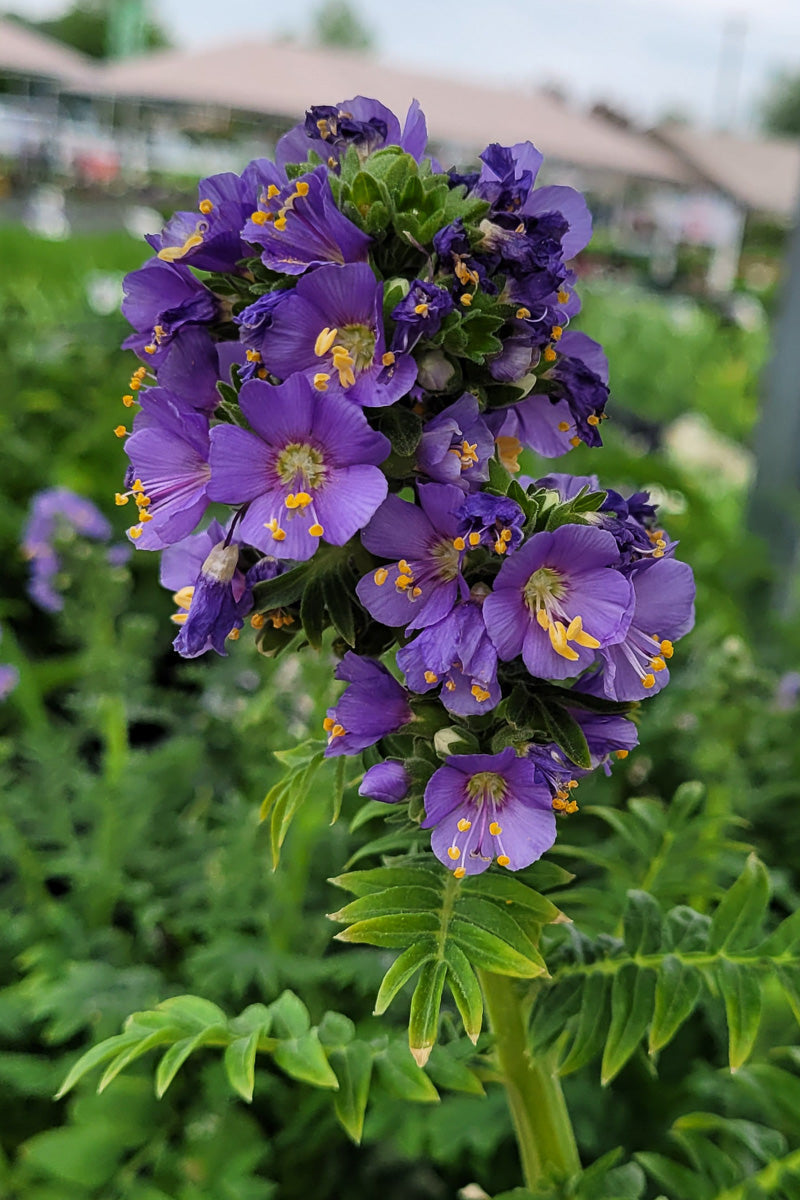Jacobs Ladder, Heavenly Habit