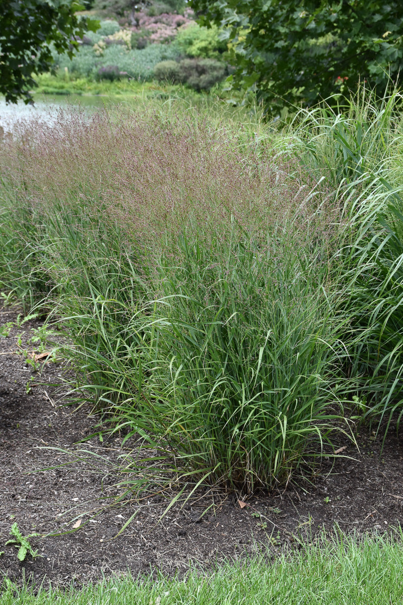 Switch Grass, Purple Tears
