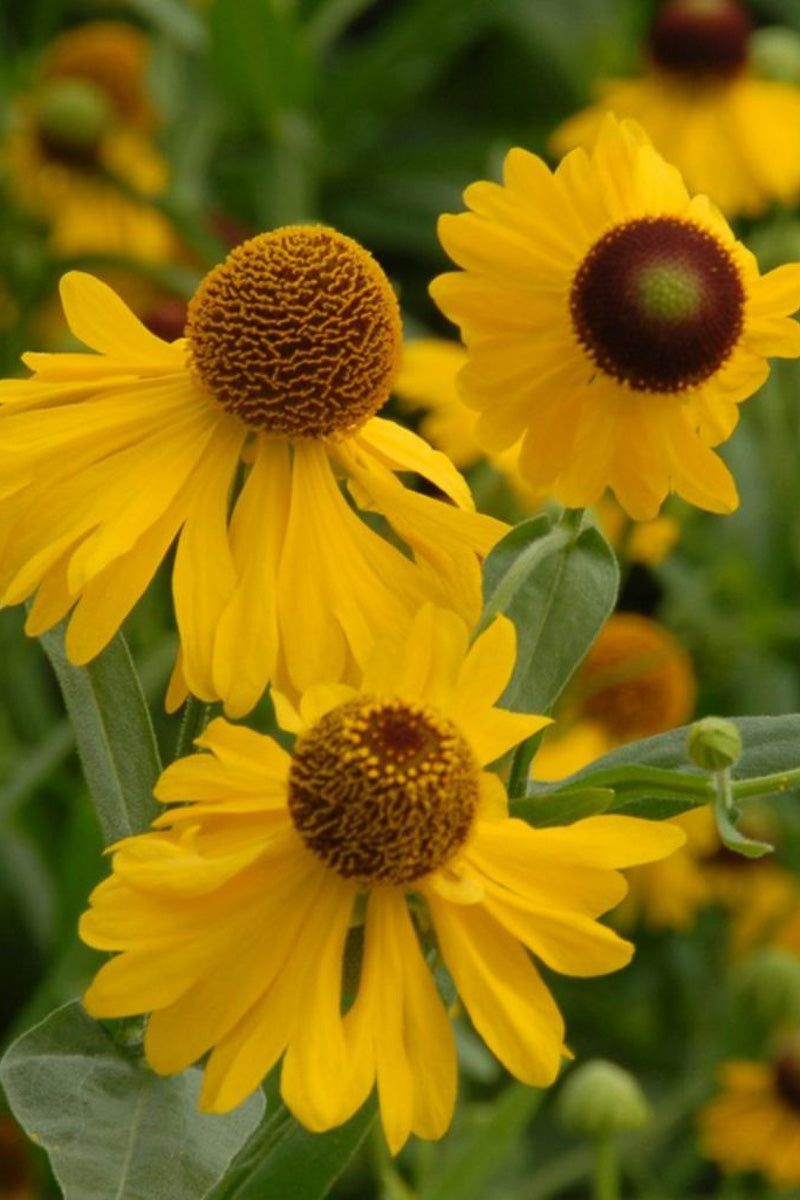 Sneezeweed, Tiny Dancer