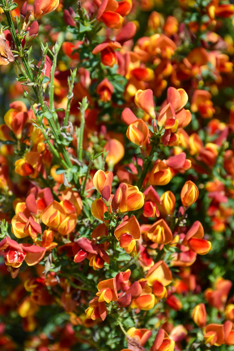 Scotch Broom, Lena