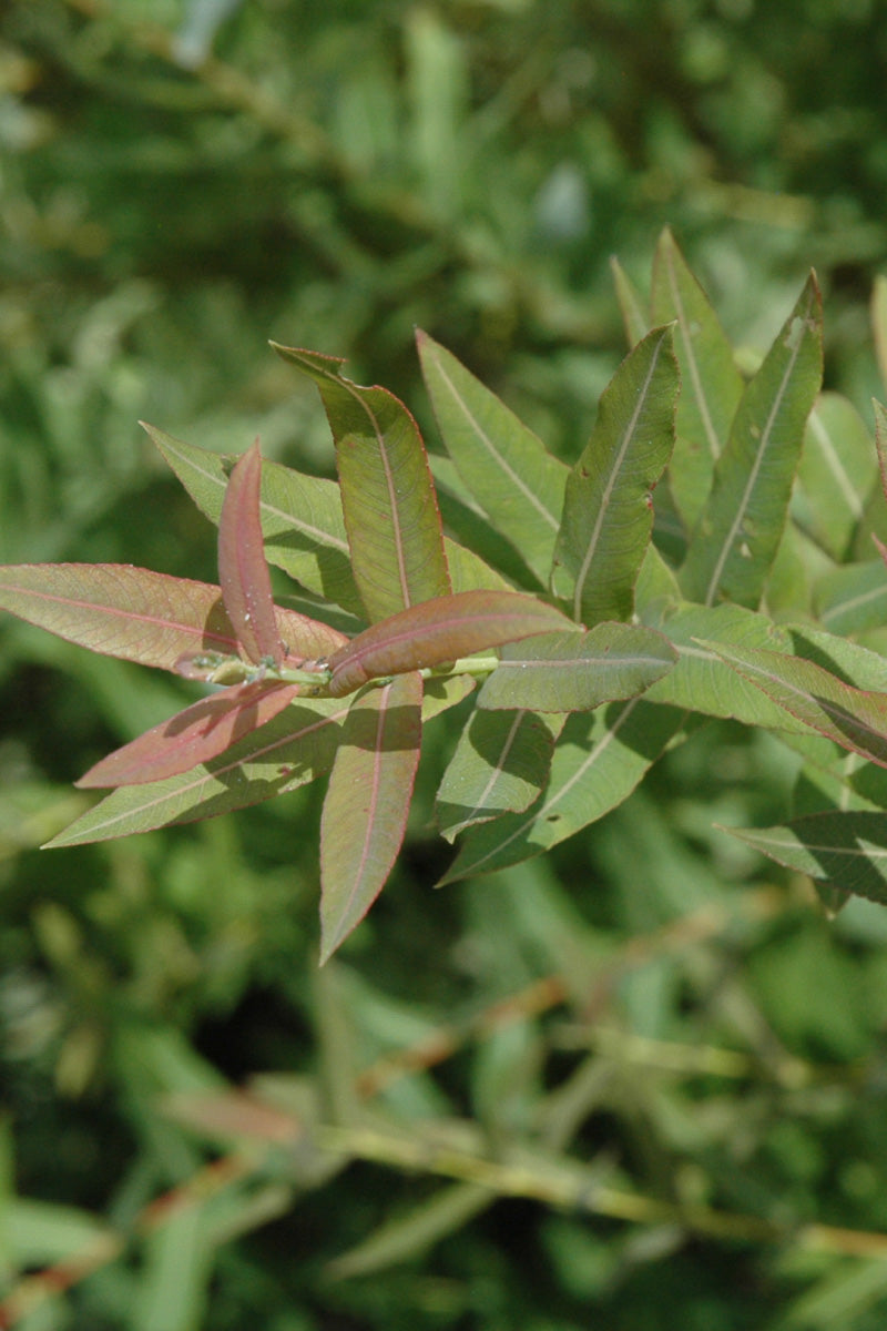 Willow, Varie Flamingo