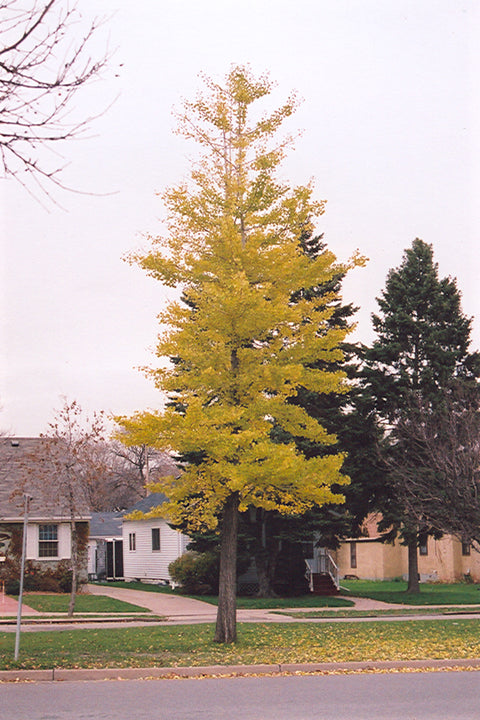 Ginkgo, Princeton Sentry