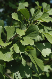 Ginkgo, Princeton Sentry