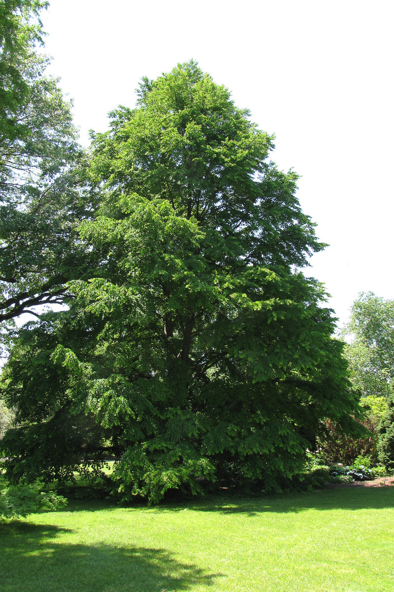 Kalituse Tree Katsuratree – Chalet