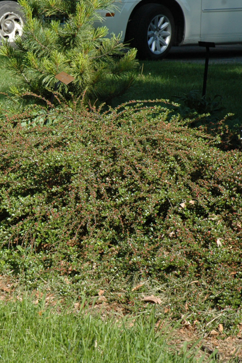 Cotoneaster, Rockspray