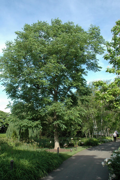 Kentucky Coffeetree, Espresso