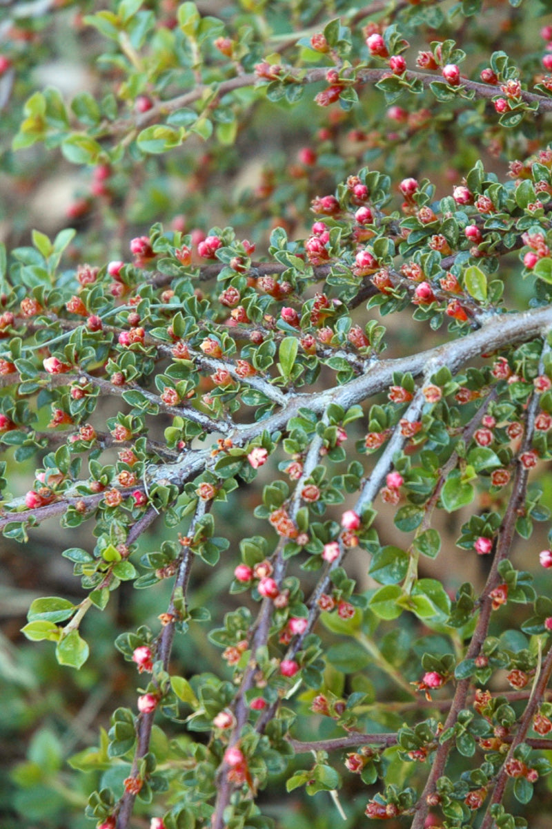 Cotoneaster, Rockspray