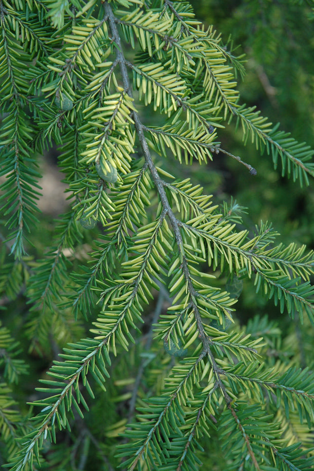 Hemlock, Golden Splendor