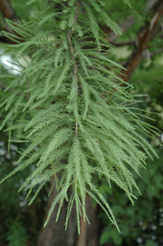 Bald Cypress, Shawne Brave