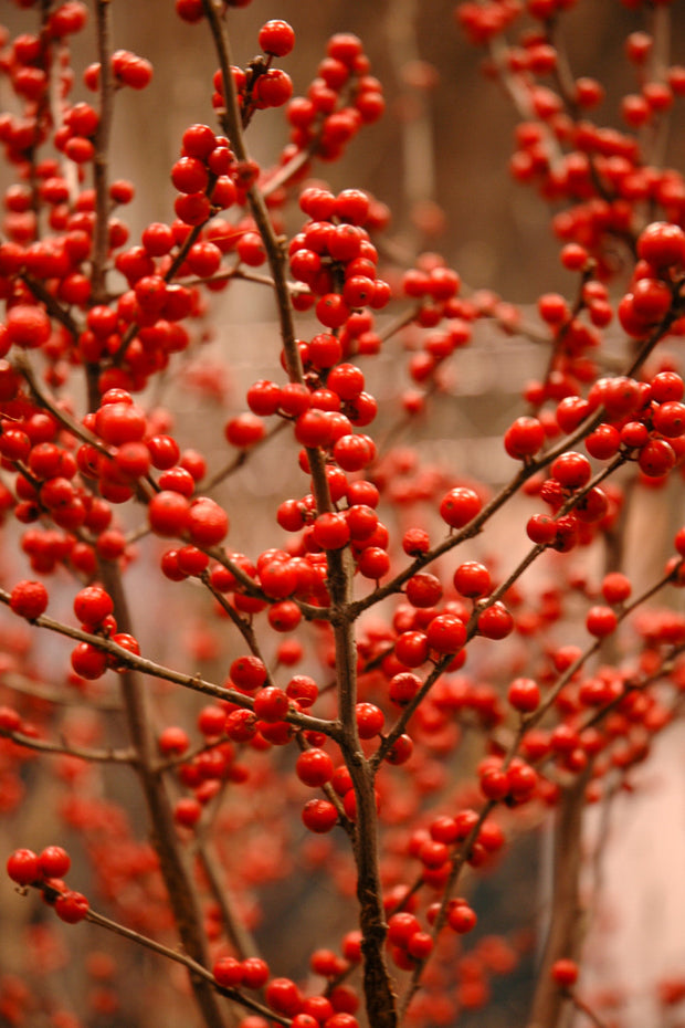 Winterberry, Berry Heavy