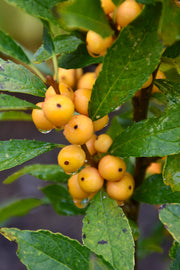 Winterberry, Berry Heavy Gold