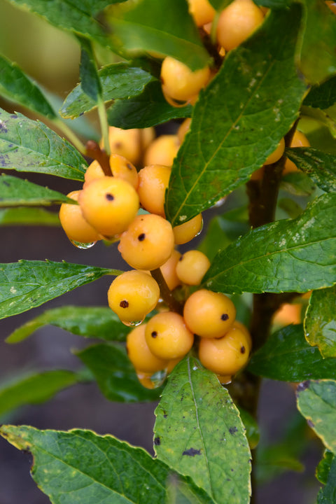 Winterberry, Berry Heavy Gold