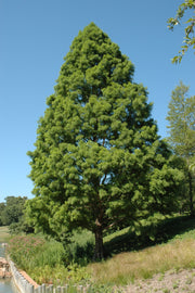 Bald Cypress, Shawne Brave