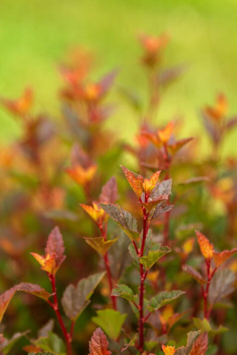 Ninebark, Spicy Devil