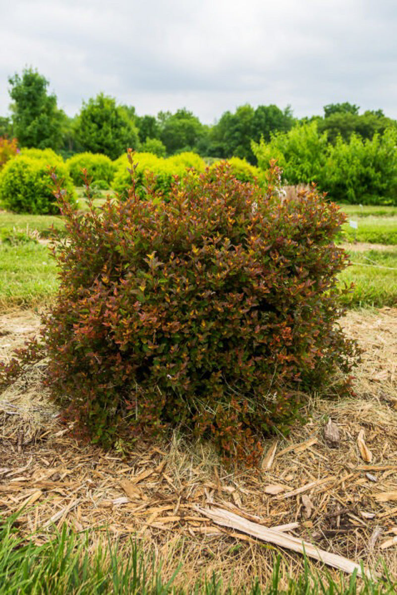 Ninebark, Spicy Devil