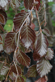 Beech, Eur Purple Fountain