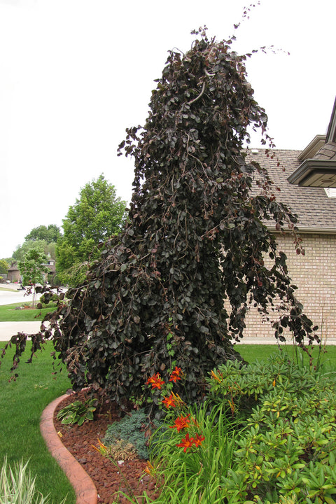 Beech, Eur Purple Fountain