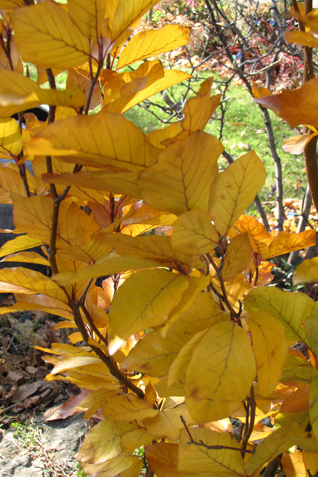 Beech, European Dawyck's Purple