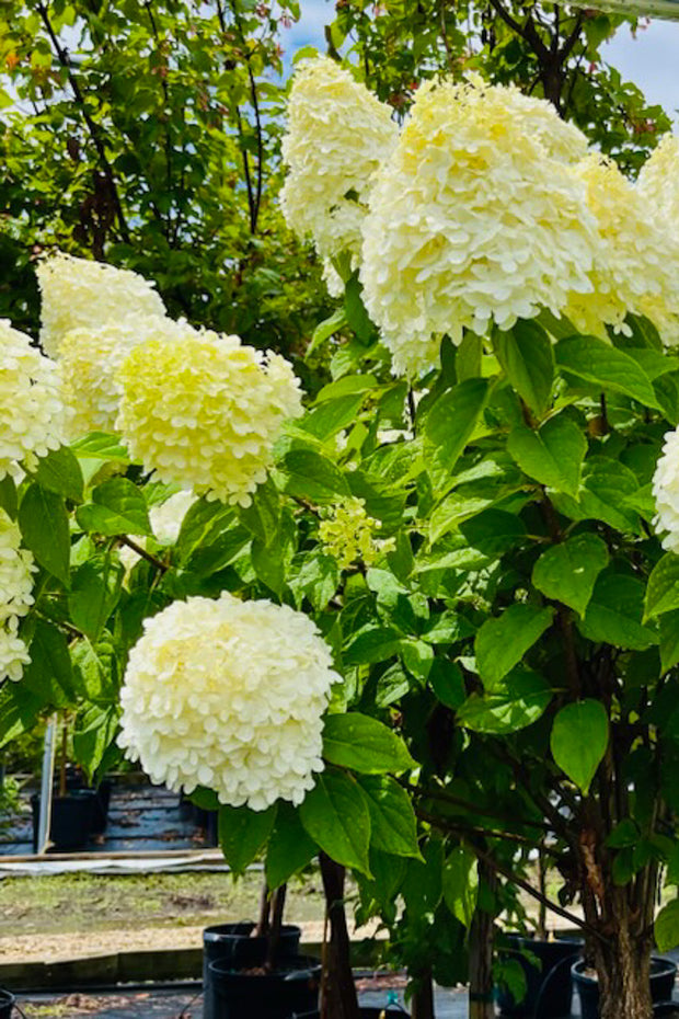 Hydrangea, Panicle Limelight