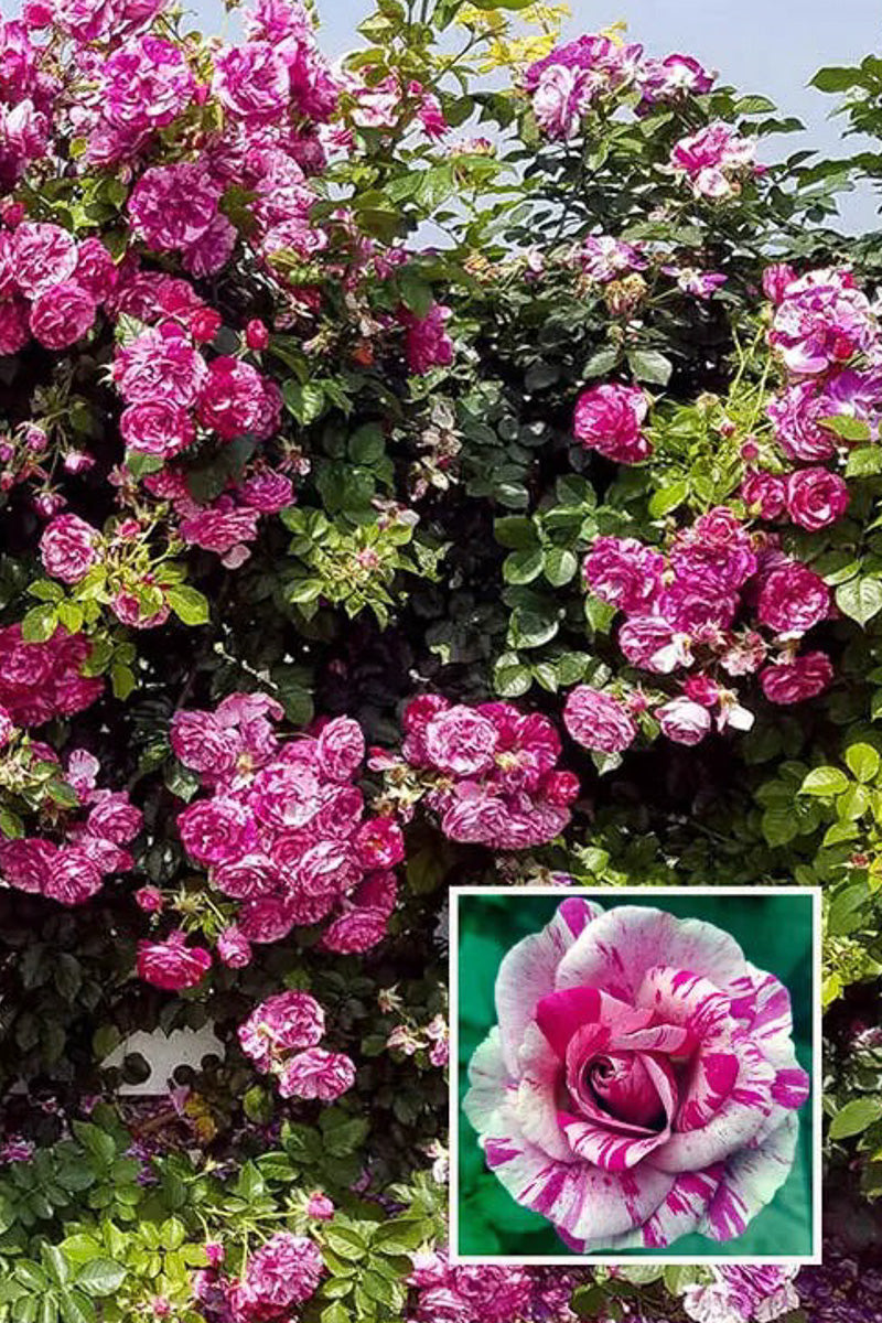 Rose, Fly So High – Chalet